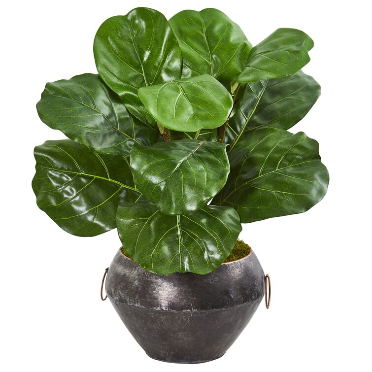 Best Planter For Fiddle Leaf Fig - How to Grow and Care for Fiddle-Leaf Fig